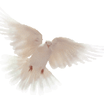 White-Dove-Free-Wallpaper-Desktop